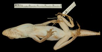 Media type: image;   Herpetology R-171449 Aspect: ventral